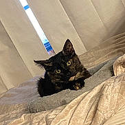 Loki joined the competition — help win amazing prizes! cat, tortoiseshell_cat, bed, blanket, indoor, curtains, window, resting, pet, feline, cozy, soft, fur, green_eyes, looking, animal, comfort, household, sleeping_area, relaxing