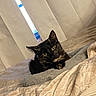 cat, tortoiseshell_cat, bed, blanket, indoor, curtains, window, resting, pet, feline, cozy, soft, fur, green_eyes, looking, animal, comfort, household, sleeping_area, relaxing