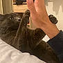 cat, gray_cat, hand, high_five, bed, furniture, shelf, clothing, indoor, pet, playing, paw, human_hand, interaction, cozy, room, animal, cute, fur, domestic