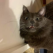 Neko a rejoint le concours — aidez-le/la à gagner de superbes lots ! cat, gray_cat, wide_eyes, fangs, indoor, pet, animal, fur, whiskers, curious, startled, closeup, face, expression, floor, white_surface, domestic_cat, mammal, cute, feline