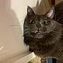 cat, gray_cat, wide_eyes, fangs, indoor, pet, animal, fur, whiskers, curious, startled, closeup, face, expression, floor, white_surface, domestic_cat, mammal, cute, feline