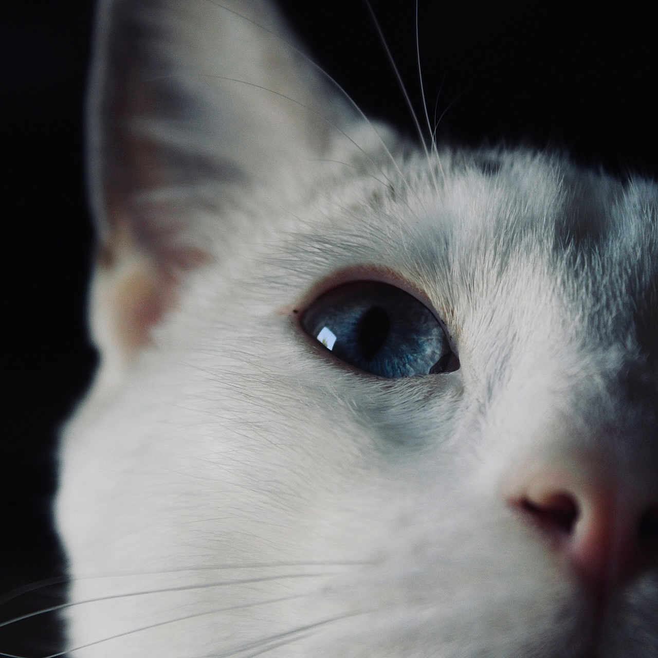 Yuki