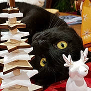 Léo Brit participe au concours pour gagner de l'argent avec cette photo : black_cat, yellow_eyes, wooden_star, felt_star, decorations, reindeer_figurine, holiday, festive, table, close_up, pet, animal, indoor, curious, whiskers, cute, laying_down, background_blur, feline, ornament