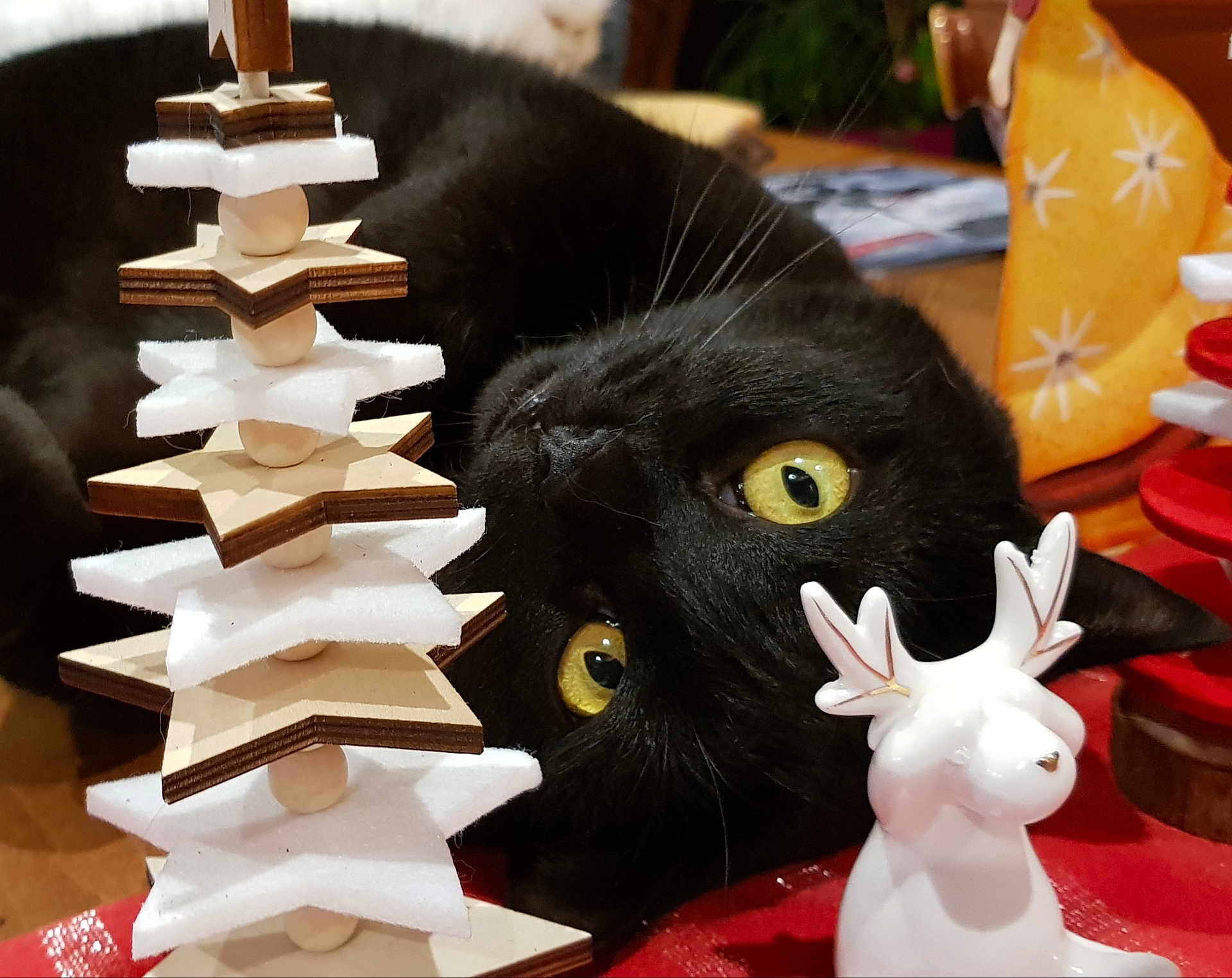 Léo Brit participe au concours pour gagner de l'argent avec cette photo : black_cat, yellow_eyes, wooden_star, felt_star, decorations, reindeer_figurine, holiday, festive, table, close_up, pet, animal, indoor, curious, whiskers, cute, laying_down, background_blur, feline, ornament
