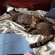 Skylar is registered to the contest to win money with this photo: dog, cat, tabby_cat, bed, blanket, pillow, remote_control, indoor, sleeping, resting, pets, furry_animals, cozy, domestic, wooden_headboard, white_bedding, blue_sheet, pink_pillow, relaxation, nap