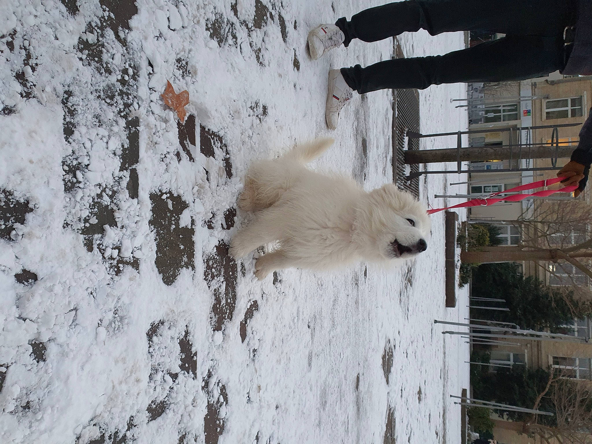 Oréo a rejoint le concours — aidez-le/la à gagner de superbes lots ! canidae, carnivore, dog, dog_breed, freezing, fur, glacial_landform, ice_cap, plant, sky, slope, snout, snow, sporting_group, tire, tree, vehicle, wheel, winter, wood