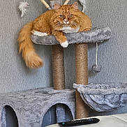 Harry joined the competition — help win amazing prizes! animal, cat, cat_toys, cat_tree, couch, domestic_cat, ears, fluffy_cat, furniture, home, indoor, looking, orange_cat, pet, plush, relaxed, remote_control, resting, tail, whiskers