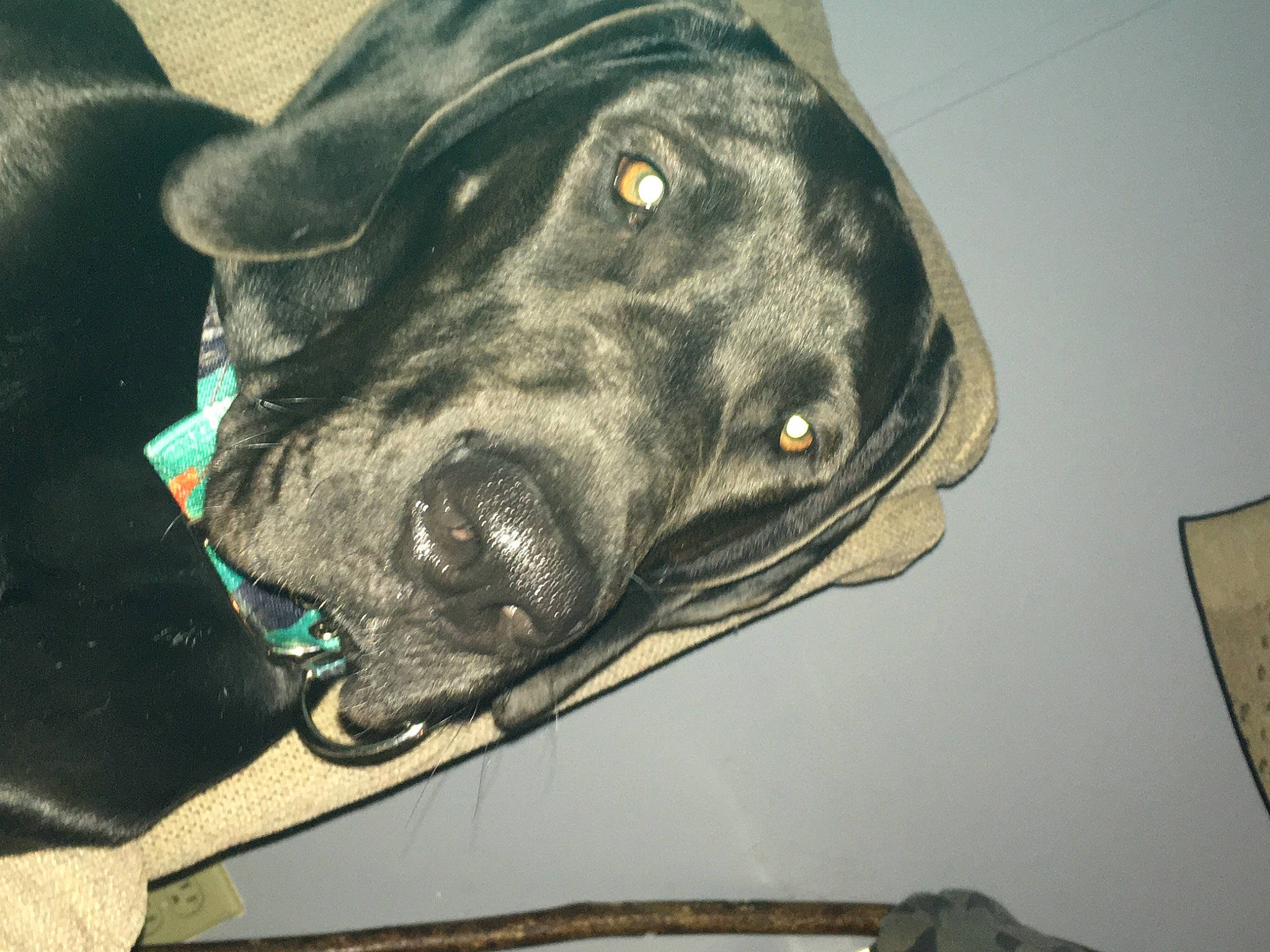 Winston is registered to the contest to win money with this photo: canidae, carnivore, collar, companion_dog, dog, dog_breed, gun_dog, labrador_retriever, pet_supply, retriever, snout, sporting_group, whiskers, working_dog