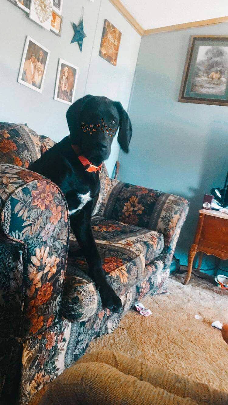 Winston is registered to the contest to win money with this photo: drawer, interior_design, lamp, living_room, paint, painting, picture_frame, room, slipcover, stocking, tattoo, tights