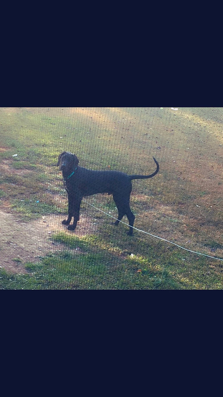 Winston joined the competition — help win amazing prizes! borador, canidae, carnivore, companion_dog, dog, dog_breed, gun_dog, leash, mammal, non_sporting_group, pet_supply, puppy, shadow, sporting_group, tail, vertebrate, working_animal, working_dog