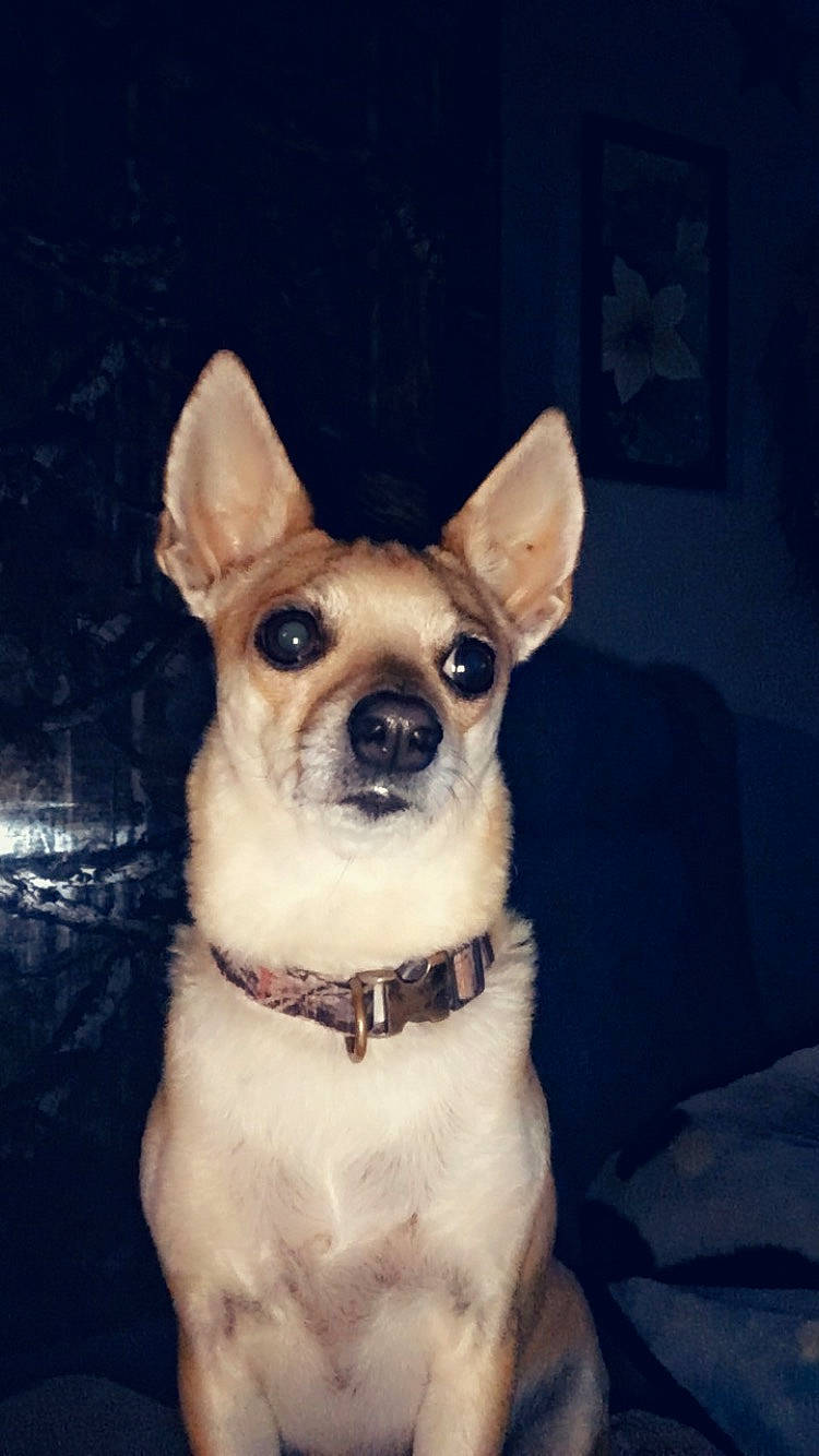 Honey is registered to the contest to win money with this photo: ancient_dog_breeds, canidae, carnivore, chihuahua, collar, companion_dog, dog, dog_breed, dog_collar, fawn, non_sporting_group, small_terrier, snout, sporting_group, terrier, toy_dog, vertebrate, whiskers, working_animal, working_dog