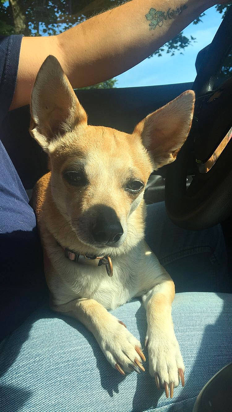 Honey joined the competition — help win amazing prizes! canidae, car_seat, carnivore, chihuahua, collar, comfort, companion_dog, dog, dog_breed, dog_supply, fawn, nail, pet_supply, snout, sporting_group, toy_dog, vertebrate, whiskers, working_animal