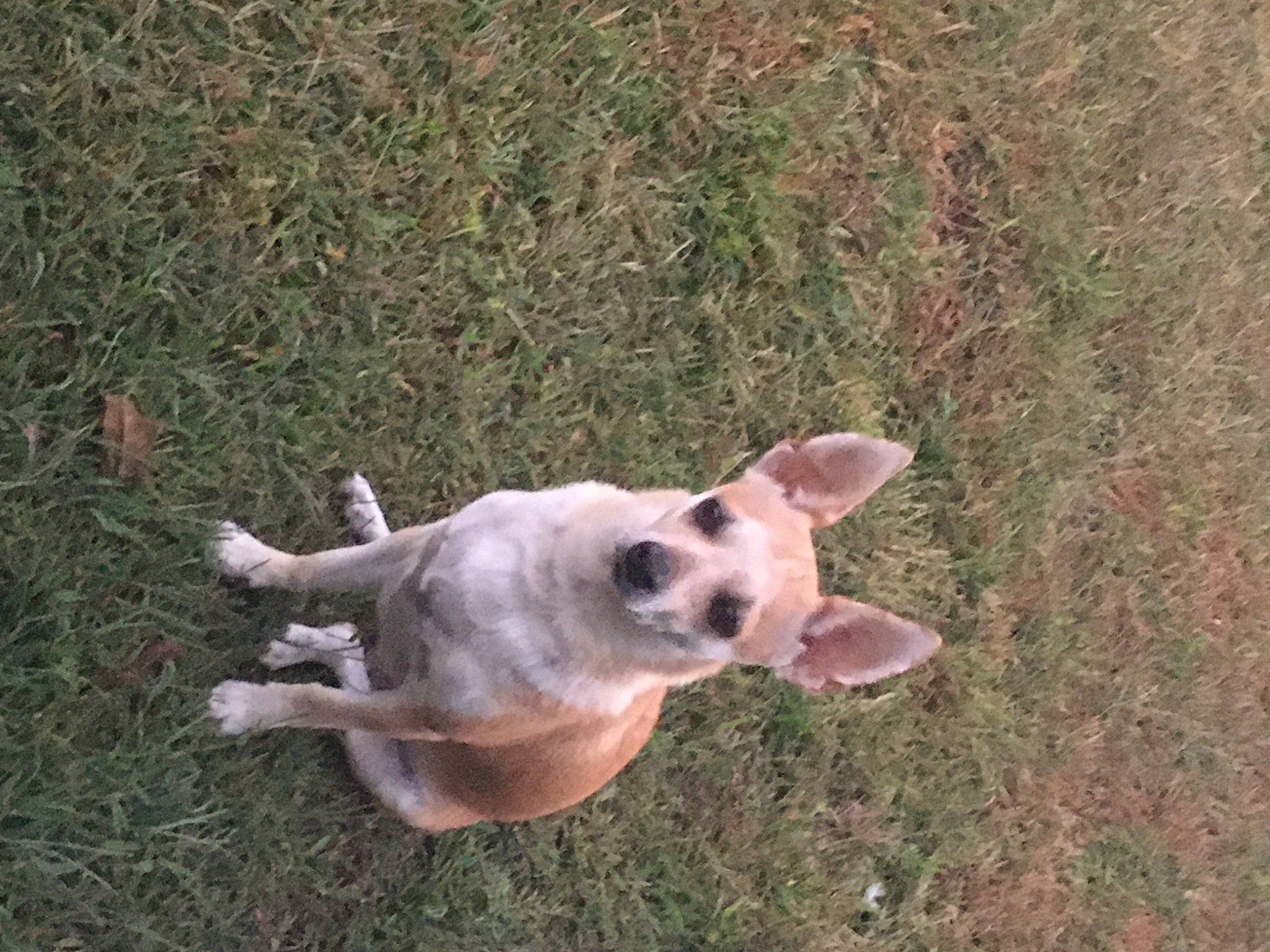 Honey is registered to the contest to win money with this photo: canidae, carnivore, companion_dog, dog, dog_breed, fawn, field, grass_family, liver, mammal, non_sporting_group, paw, snout, sporting_group, tail, terrestrial_animal, toy_dog, working_animal, working_dog