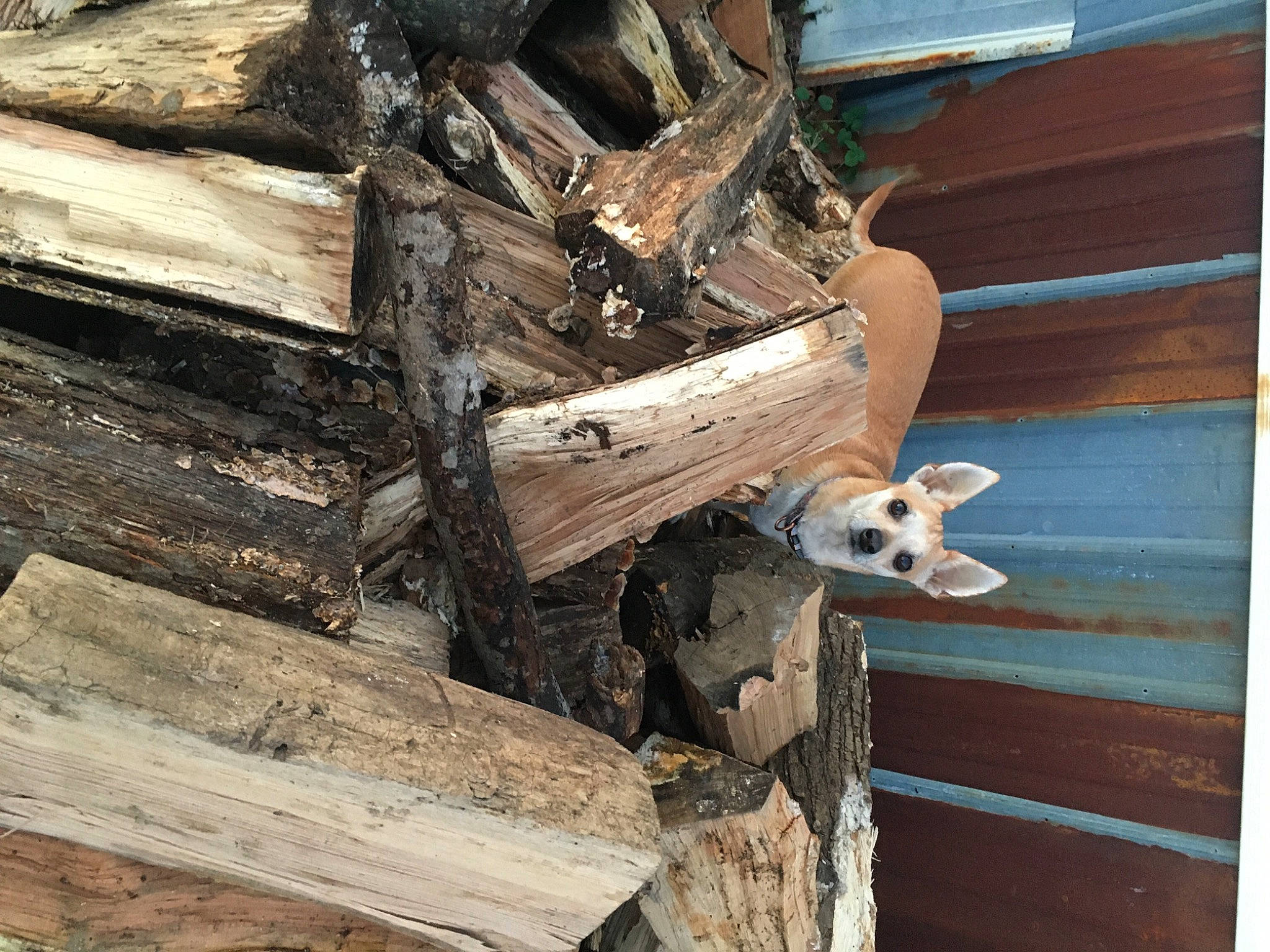 Honey is registered to the contest to win money with this photo: carnivore, fawn, hardwood, lumber, natural_material, plank, rust, stuffed_toy, wood, wood_stain