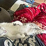 Mcgee joined the competition — help win amazing prizes! blanket, casual_clothing, cat, comfort, couch, cozy, fur, home, indoor, kitten, lap, patterned, paw, person, pet, red, relaxing, remote_control, resting, sleeping