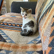 Mcgee is registered to the contest to win money with this photo: animal, cat, colorful, couch, cozy, cute, domestic, feline, fluffy, furniture, home, indoor, kitten, patterned_fabric, pet, sitting, small, soft, surprised_expression, young