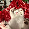 Mcgee joined the competition — help win amazing prizes! animal, blanket, cat, closeup, cozy, cute, face, fur, indoor, kitten, pattern, paw, pet, pink_nose, playful, red, relaxed, small, soft, whiskers