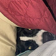 Harmony joined the competition — help win amazing prizes! dog, pet, blanket, quilt, pillow, bedding, nose, eyes, black_and_white, fur, peeking, cozy, indoor, close_up, flash_reflection, fabric, snout, hiding, sleepy, companion