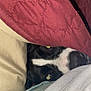 dog, pet, blanket, quilt, pillow, bedding, nose, eyes, black_and_white, fur, peeking, cozy, indoor, close_up, flash_reflection, fabric, snout, hiding, sleepy, companion