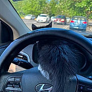 Thor Coppola joined the competition — help win amazing prizes! cat, steering_wheel, car_interior, hyundai, parking_lot, trees, daytime, black_cat, white_fur, vehicle_dashboard, car_controls, parked_cars, rear_view, outdoor, sunlight, animal, pet, feline, window, dashboard