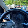 cat, steering_wheel, car_interior, hyundai, parking_lot, trees, daytime, black_cat, white_fur, vehicle_dashboard, car_controls, parked_cars, rear_view, outdoor, sunlight, animal, pet, feline, window, dashboard