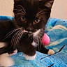 Thor Coppola is registered to the contest to win money with this photo: kitten, cat, black_and_white, whiskers, blue_blanket, pink_ball, indoor, pet, cute, feline, young, fur, playful, animal, small, domestic, resting, cozy, curious, soft