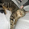 Sixty Fish is registered to the contest to win money with this photo: cat, tabby_cat, pet, bed, white_bedspread, indoor, feline, relaxed, curious, animal, striped, paw, ear, whiskers, bedroom, furniture, nightstand, household_items, domestic, cozy