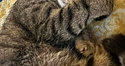 Sixty Fish is registered to the contest to win money with this photo: cat, tabby, sleeping, paw, fur, striped, pet, cozy, blanket, yellow, resting, cute, domestic, animal, indoor, fur_pattern, relaxed, closeup, whiskers, nap