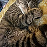 cat, tabby, sleeping, paw, fur, striped, pet, cozy, blanket, yellow, resting, cute, domestic, animal, indoor, fur_pattern, relaxed, closeup, whiskers, nap