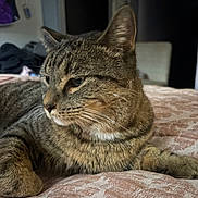 Sixty Fish is registered to the contest to win money with this photo: cat, tabby, pet, animal, feline, whiskers, fur, bed, bedspread, indoor, resting, closeup, portrait, domestic, cute, relaxed, looking_away, soft_light, home, cozy