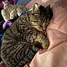 Sixty Fish joined the competition — help win amazing prizes! cat, tabby_cat, sleeping, curled_up, blanket, pink, stuffed_animal, furniture, cozy, indoor, pet, fur, whiskers, relaxation, cute, domestic_animal, resting, soft, animal, companion