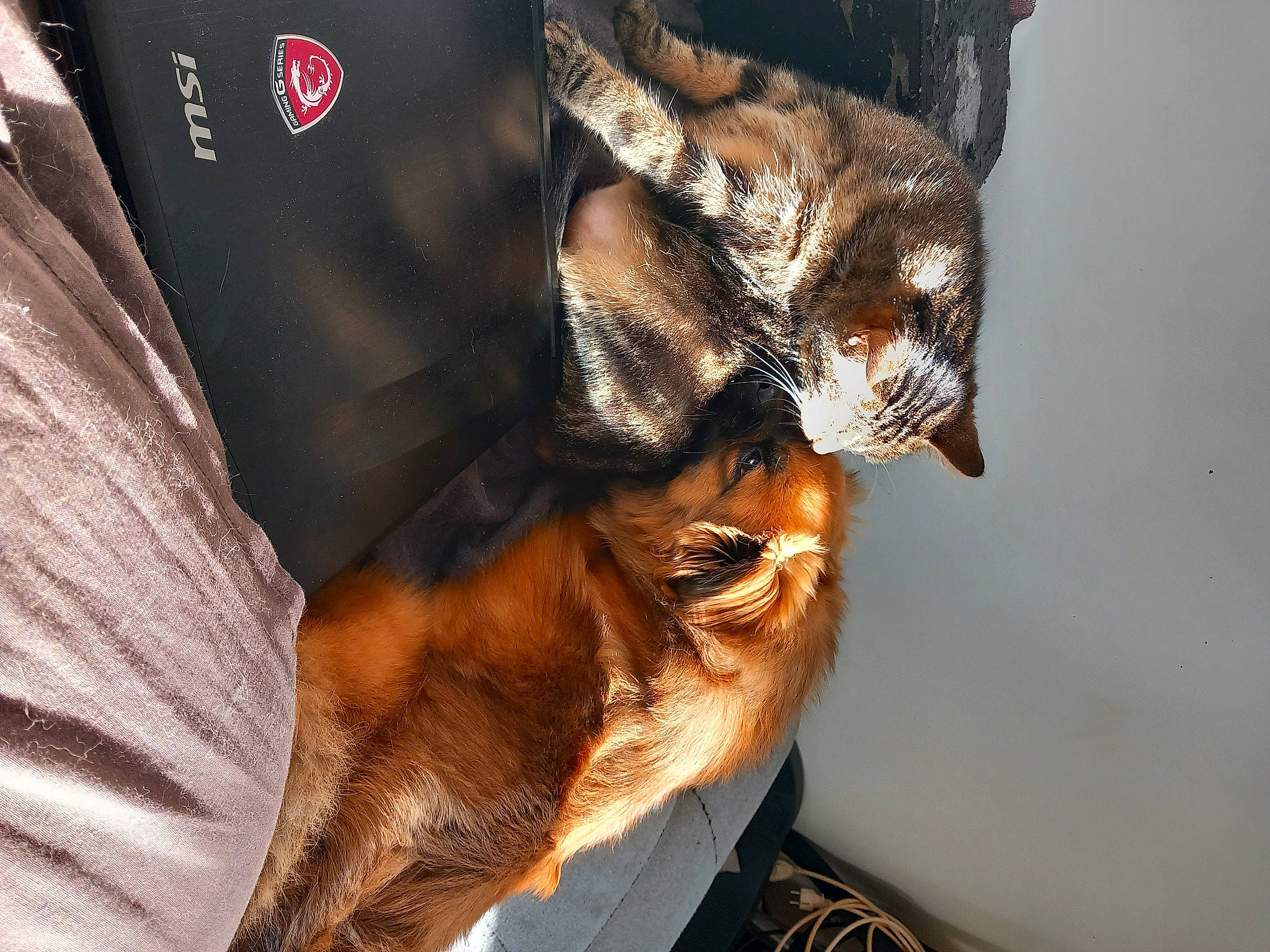 Tiky participe au concours pour gagner de l'argent avec cette photo : bat, big_brown_bat, canidae, carnivore, claw, companion_dog, dog, dog_breed, ear, fawn, felidae, fur, guard_dog, small_to_medium_sized_cats, snout, sporting_group, tail, terrestrial_animal, whiskers, wildlife