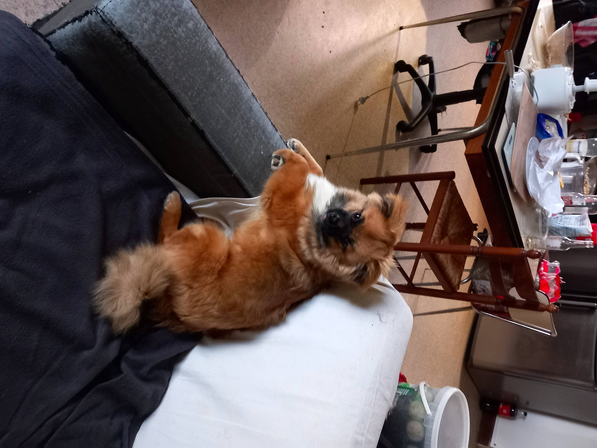 Tiky a rejoint le concours — aidez-le/la à gagner de superbes lots ! box, canidae, carnivore, claw, clock, comfort, companion_dog, dog, dog_breed, fawn, felidae, fur, liver, pomeranian, shipping_box, small_to_medium_sized_cats, sporting_group, tail, toy_dog, whiskers