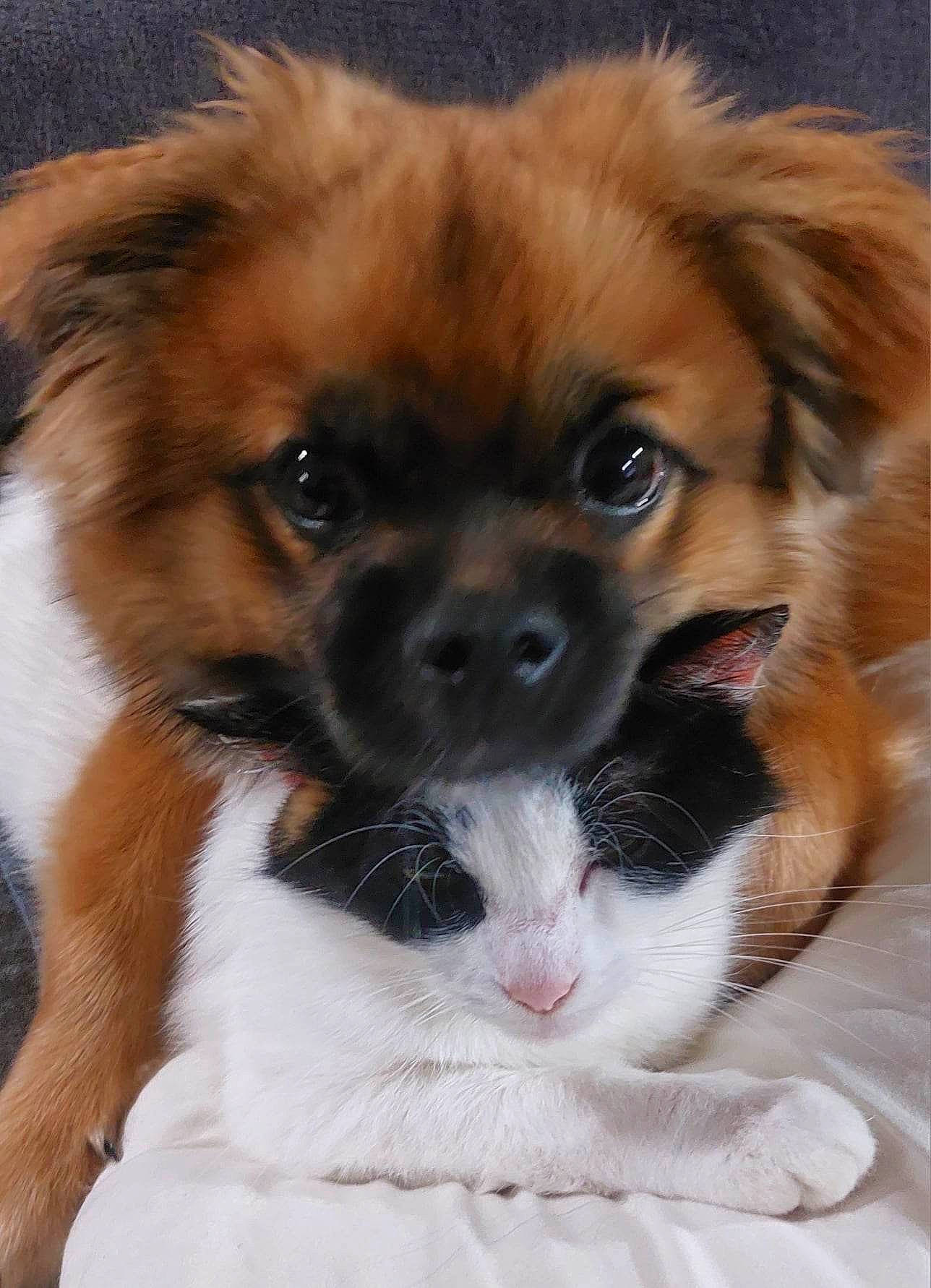 Tiky participe au concours pour gagner de l'argent avec cette photo : ancient_dog_breeds, canidae, carnivore, companion_dog, dog, dog_breed, fawn, fur, liver, non_sporting_group, snout, sporting_group, terrestrial_animal, toy_dog, whiskers, working_animal, working_dog