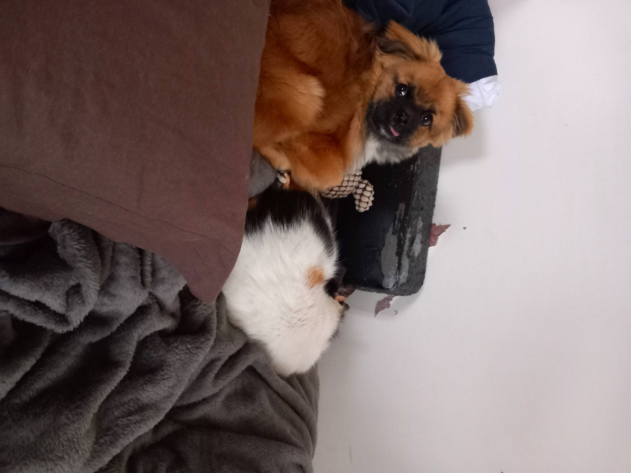 Tiky participe au concours pour gagner de l'argent avec cette photo : canidae, carnivore, claw, comfort, companion_dog, dog, dog_breed, domestic_short_haired_cat, fawn, felidae, fur, paw, small_to_medium_sized_cats, snout, sporting_group, stuffed_toy, tail, toy, whiskers, wood