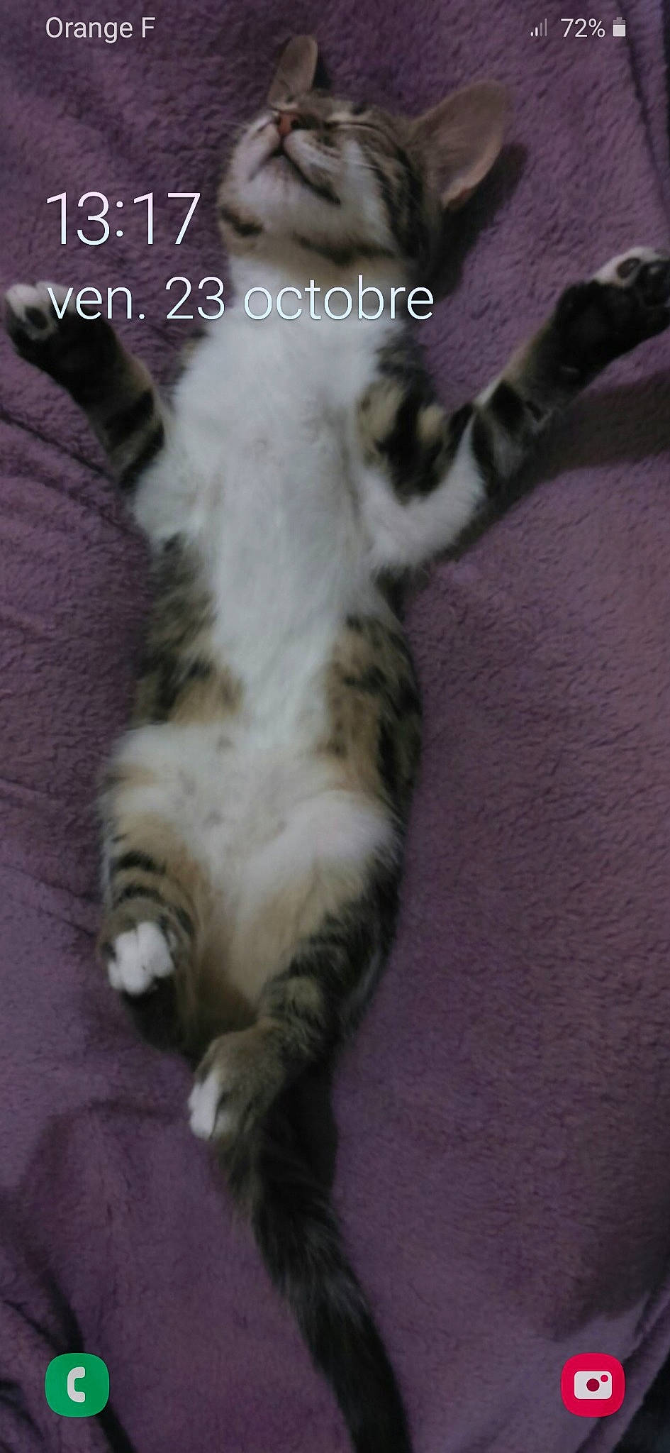 Sockette a rejoint le concours — aidez-le/la à gagner de superbes lots ! carnivore, cat, claw, comfort, dog_breed, domestic_short_haired_cat, felidae, font, foot, fur, paw, photo_caption, small_to_medium_sized_cats, snout, tail, terrestrial_animal, whiskers