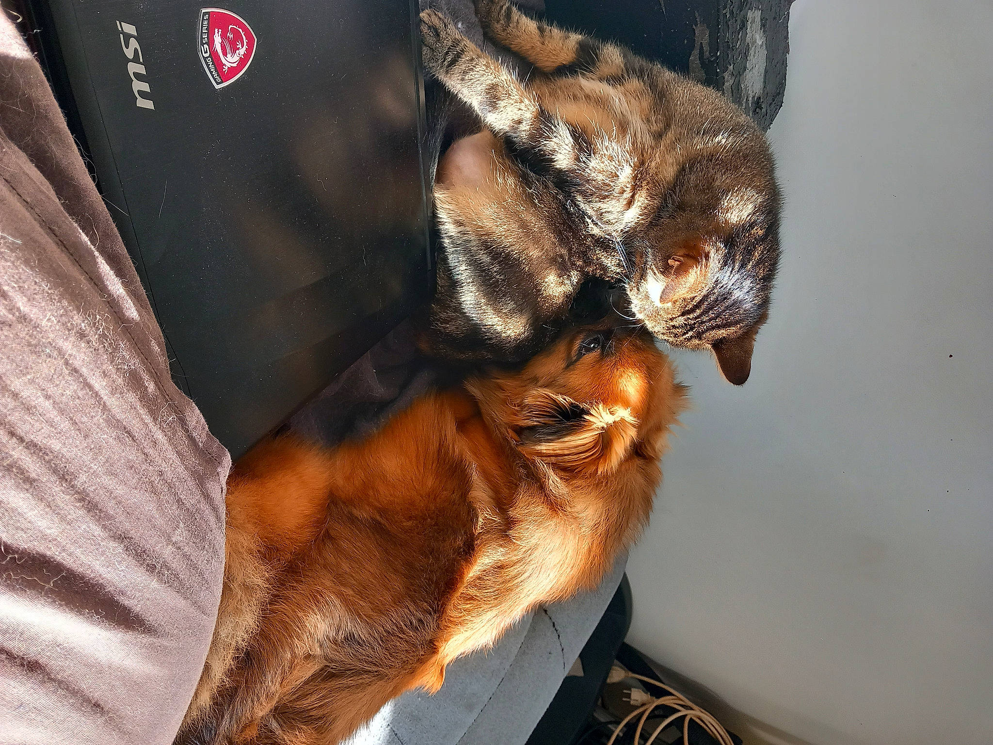 Réglisse a rejoint le concours — aidez-le/la à gagner de superbes lots ! canidae, carnivore, comfort, companion_dog, dog, dog_breed, ear, fawn, fur, guard_dog, liver, snout, sporting_group, terrestrial_animal, toy_dog, whiskers, working_animal