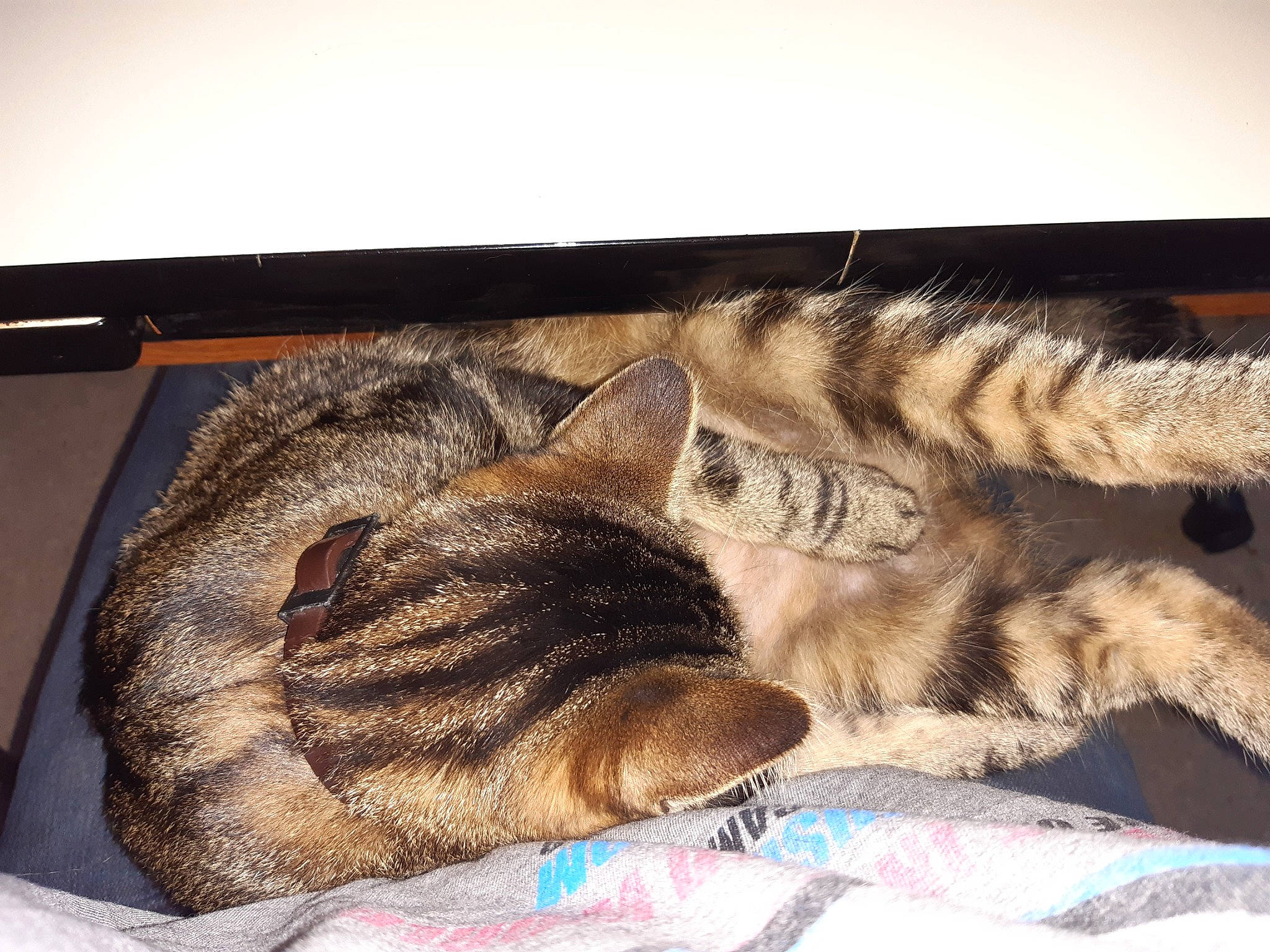 Réglisse a rejoint le concours — aidez-le/la à gagner de superbes lots ! carnivore, cat, claw, cloud, comfort, domestic_short_haired_cat, eye, fawn, felidae, fur, linens, mammal, paw, small_to_medium_sized_cats, snout, tail, terrestrial_animal, vertebrate, whiskers, wildlife