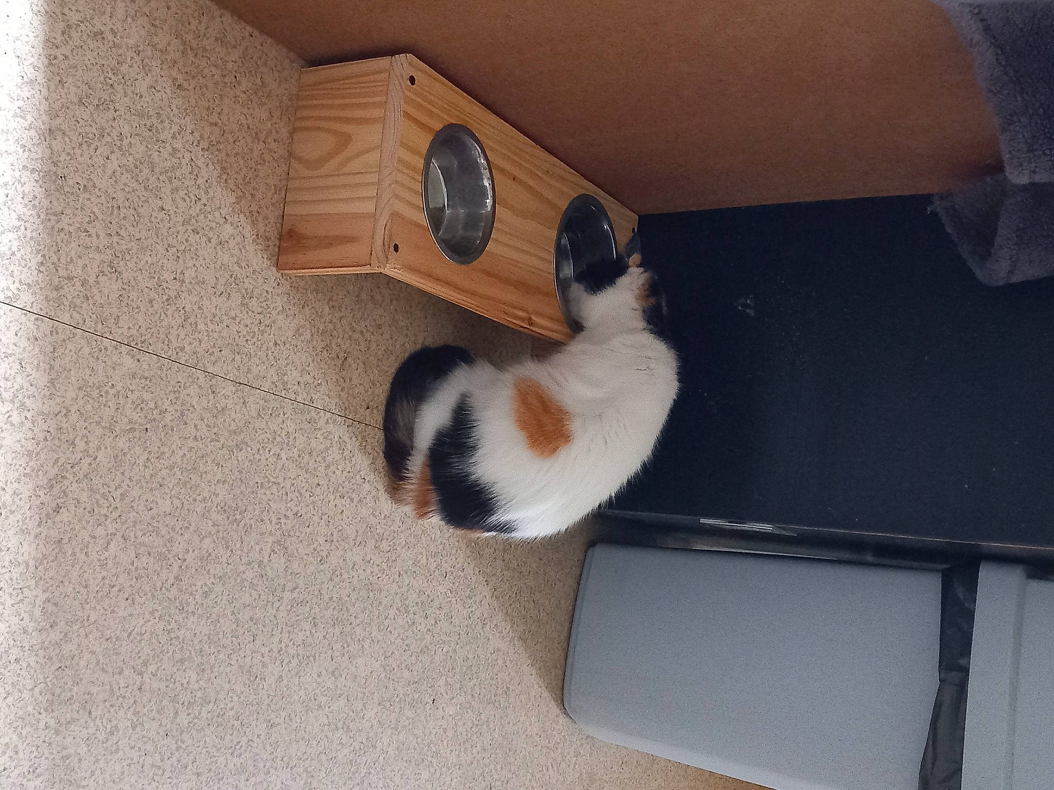 Hawaï participe au concours pour gagner de l'argent avec cette photo : box, cardboard, carnivore, carton, cat, comfort, fawn, felidae, floor, flooring, hardwood, packaging_and_labeling, pet_supply, room, shipping_box, small_to_medium_sized_cats, tail, television, whiskers, wood