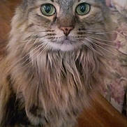 My Mommies is registered to the contest to win money with this photo: cat, fluffy, tabby, long_hair, pet, indoor, wooden_table, living_room, curious, sitting, green_eyes, feline, domestic_cat, close_up, animal, furniture, cozy, home, portrait, cute