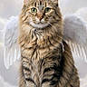 My Mommies joined the competition — help win amazing prizes! adorable, angel_wings, animal, cat, digital_art, fantasy, fluffy, front_view, green_eyes, halo, heavenly, long_hair, pet, portrait, sitting, striped_fur, symmetrical, tabby_cat, whiskers, white_background