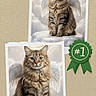 My Mommies joined the competition — help win amazing prizes! angel_wings, award_ribbon, beige_background, cat, cats, digital_art, fantasy, fluffy, front_facing, green, halo, long_hair, number_one, paper, photograph, portrait, scrapbook, sitting, tabby, whiskers