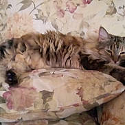 My Mommies is registered to the contest to win money with this photo: animal, cat, comfort, couch, cozy, cushion, feline, floral_pattern, fluffy, fur, home, indoor, laying, living_room, paws, pet, relaxing, resting, sleepy, tabby