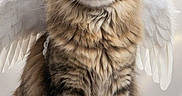 My Mommies joined the competition — help win amazing prizes! angel_cat, brown_fur, cat, cute, digital_art, fantasy, feathers, fluffy, front_view, green_eyes, halo, indoors, long_hair, portrait, sitting, soft_lighting, symmetrical_composition, tabby, white_background, wings