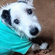 Pepi is registered to the contest to win money with this photo: animal, black_and_white, canine, carpet, chew_toy, close_up, companion, cute, dog, domestic_animal, fur, indoor, looking_up, paw, pet, playful, portrait, scruffy, teal_shirt, young_dog