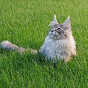 Chatouille participe au concours pour gagner de l'argent avec cette photo : angora, animal, backyard, cat, countryside, farm, field, grass, grassland, green, kitten, lawn, manx, meadow, nature, outdoors, pet, plant, rural, yard
