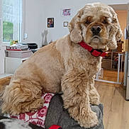 Saxo participe au concours pour gagner de l'argent avec cette photo : dog, indoor, furniture, couch, red_collar, window, photograph, wood_floor, home_decor, living_room, pet, fur, animal, mammal, seated, cozy, domestic, portrait, brown, curly_fur