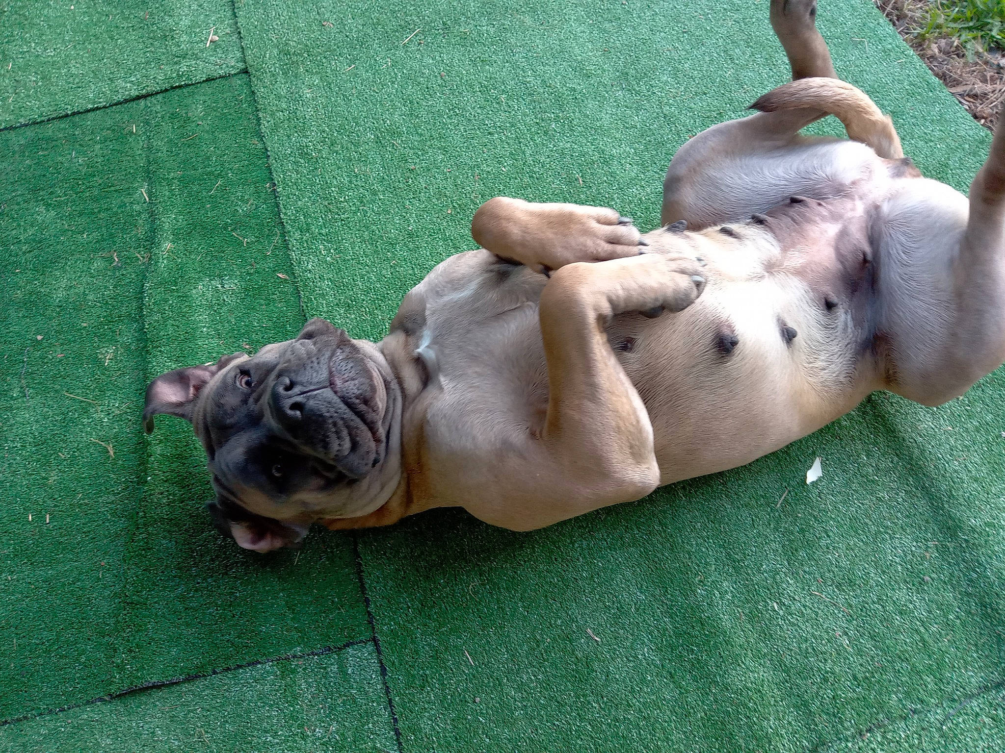 Kytta a rejoint le concours — aidez-le/la à gagner de superbes lots ! barechested, bulldog, canidae, carnivore, chest, companion_dog, dog, dog_breed, fawn, foot, grass, molosser, plant, snout, sporting_group, tail, terrestrial_animal, thigh, trunk, wrinkle