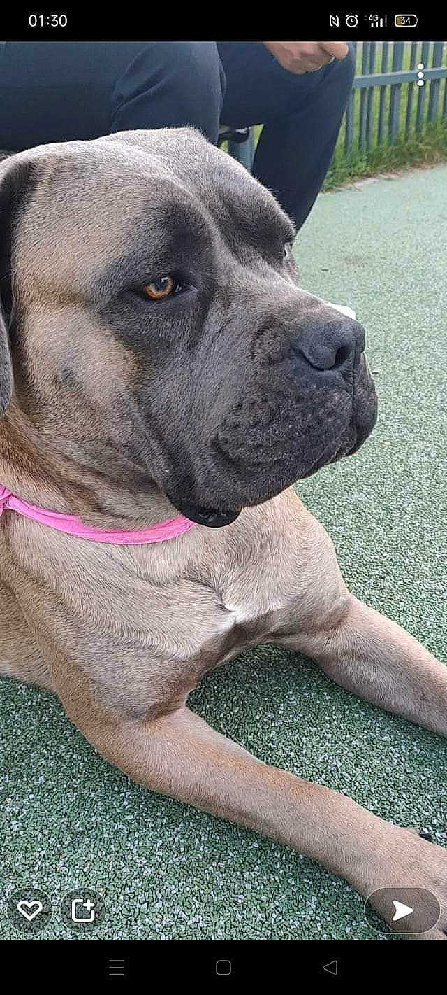 Kytta participe au concours pour gagner de l'argent avec cette photo : canidae, carnivore, collar, companion_dog, dog, dog_breed, dog_collar, english_mastiff, fawn, giant_dog_breed, grass, guard_dog, molosser, snout, sporting_group, terrestrial_animal, whiskers, working_animal, working_dog, wrinkle