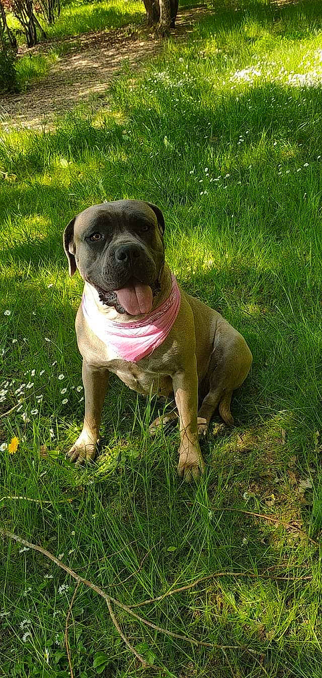 Kytta participe au concours pour gagner de l'argent avec cette photo : ancient_dog_breeds, annual_plant, canidae, carnivore, companion_dog, dog, dog_breed, fawn, grass, groundcover, molosser, plant, pug, sporting_group, terrestrial_animal, toy_dog, whiskers, working_animal, working_dog, wrinkle